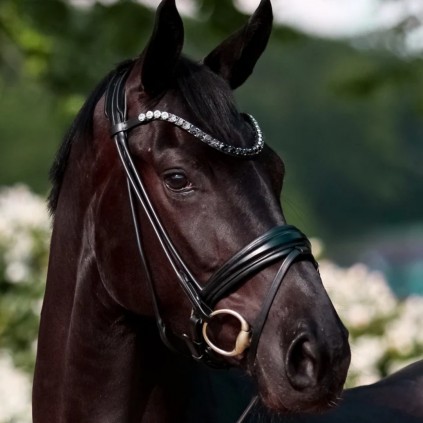 Rundsydd hodelag Premium fra Brisque Bridlewear