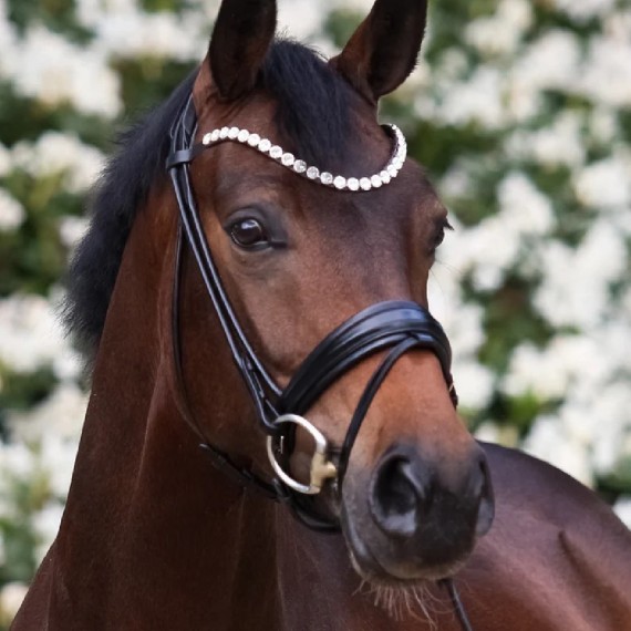 Rundsydd hodelag Premium fra Brisque Bridlewear